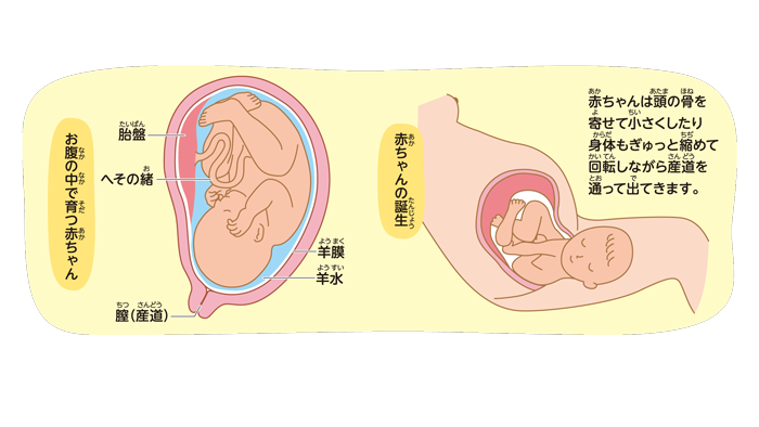 赤ちゃんはどれくらい母親から離れていても大丈夫でしょうか？